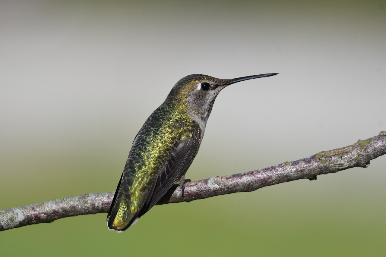 How to Draw a Hummingbird: Step-By-Step Guide